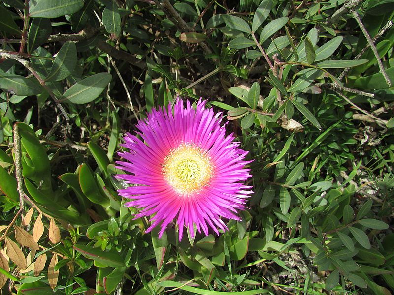 File:2017-03-06 Hottentot-fig (Carpobrotus acinaciformis), Praia de Arrifes.JPG