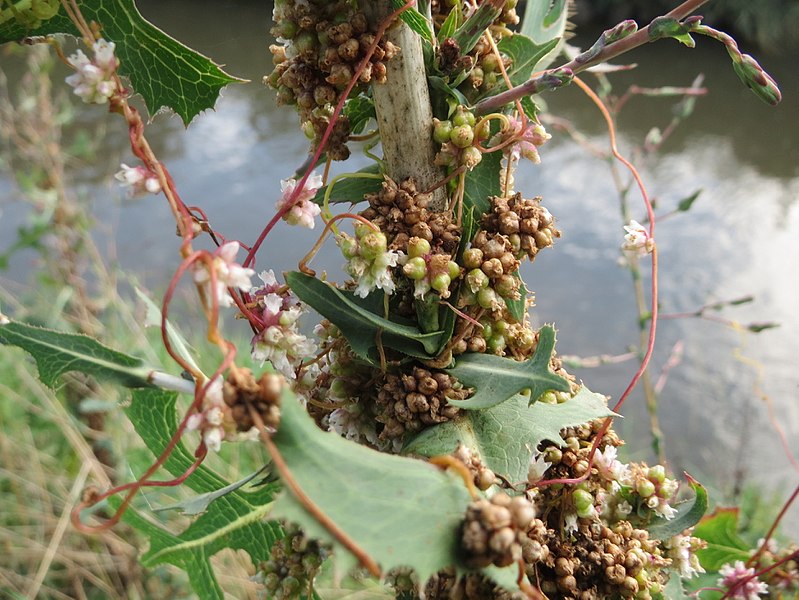 File:20170803Cuscuta europaea06.jpg