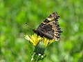 * Nomination Aglais urticae (Small tortoiseshell) at Bichlhäusl in Frankenfels, Austria.--GT1976 05:26, 23 May 2018 (UTC) * Decline  Oppose - In my opinion, not sharp enough. -- Ikan Kekek 06:19, 23 May 2018 (UTC)