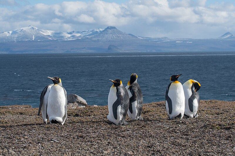 File:2020-11 Kerguelen Islands - King Penguin 73.jpg