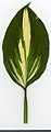 * Nomination Hosta great expectations. Leaf adaxial side. --Knopik-som 01:40, 24 July 2021 (UTC) * Promotion  Support Good quality -- Johann Jaritz 02:51, 24 July 2021 (UTC)