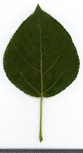 File:2020 year. Herbarium. Populus. img-001.jpg