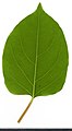 * Nomination Reynoutria japonica. Leaf abaxial side. --Knopik-som 07:52, 22 August 2021 (UTC) * Promotion  Support Good quality. --Tournasol7 08:17, 22 August 2021 (UTC)