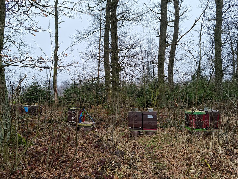 File:281 Bienenkästen am Weg am Waldrand des Reinhardswaldes auf dem Kleeberg bei Immenhausen.jpg