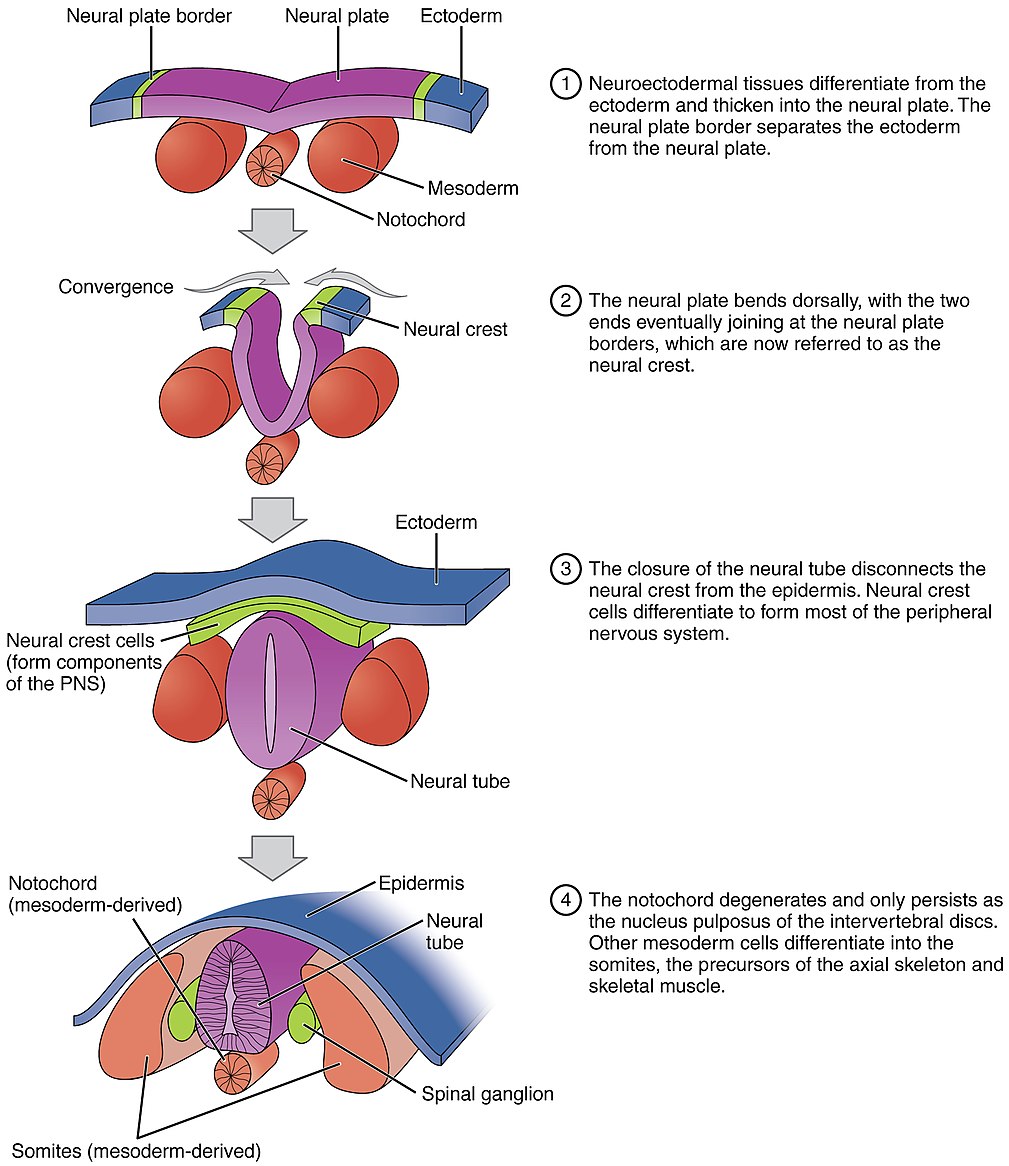 Primary neurulation detailed
