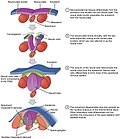 Thumbnail for Neurulation