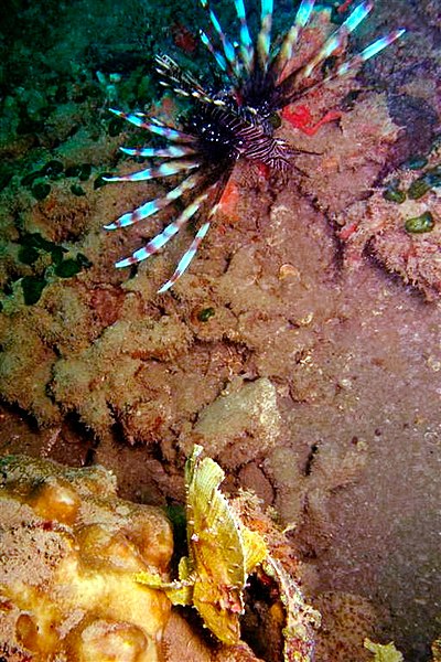 File:42-EastTimor-Dive 1 Tasi-Tolu 20 (Lionfish and Leaf Scorpionfish)-APiazza.JPG