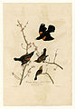 67. Red-winged Starling or Marsh Blackbi...