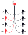 A+ transfusion compatibility diagram; see c:Category:Blood transfusion compatibility