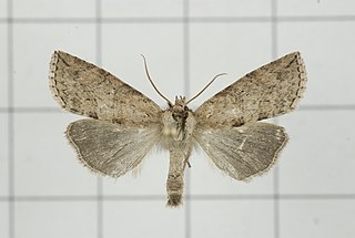 <i>Epipsestis bilineata</i> Species of false owlet moth