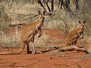 Red Kangaroo (Macropus rufus) on Angas Downs