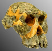 Australopithecus afarensis (AL 444-2, 3 Mya)