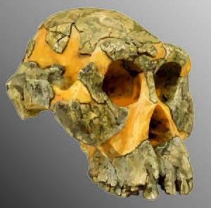 Australopithecus Afarensis