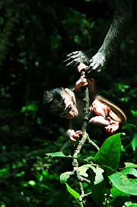 יד של מאקקה fascicularis עוזרת לתינוק Macaca fascicularis בבאלי, Indonesia.jpg