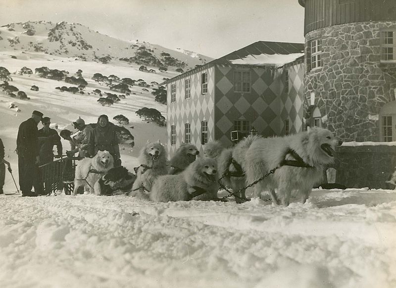 File:A dog team at The Chalet, Kosciuszko (NSW) (6848893949) (2).jpg