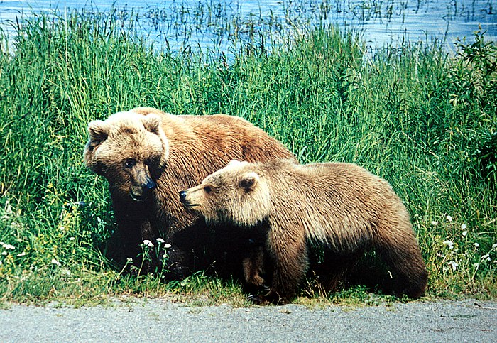 A mother and a cub bears.JPG