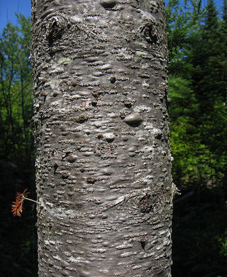 Abies balsamea bark.jpg