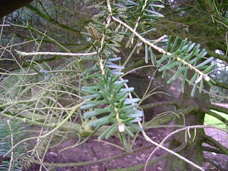 Abies koreana leaves.jpg