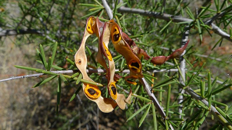 File:Acacia tetragonophylla open seed pods (15735508607).jpg