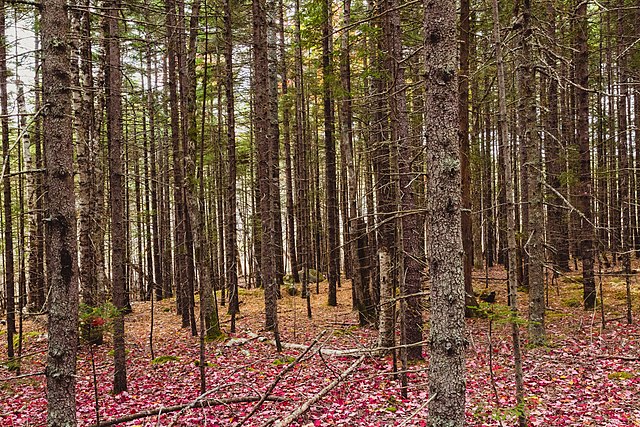 File:Acadia_National_Park,_October_Forest_(30368808116).jpg