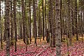 Acadia National Park, October Forest (30368808116).jpg