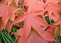 Acer-palmatum-autumn.JPG
