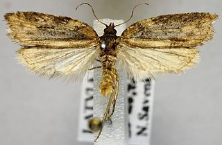 <i>Acleris scabrana</i> Species of moth