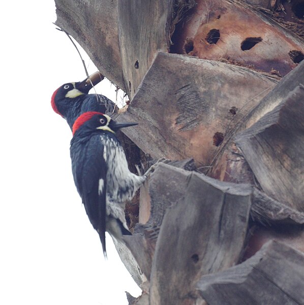 File:Acorn Woopecker (5317743466).jpg