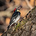 Acorn woodpecker (Melanerpes formicivorus bairdi) holding a nut in its beak on the campus of California State University, Chico. on English Wikipedia.