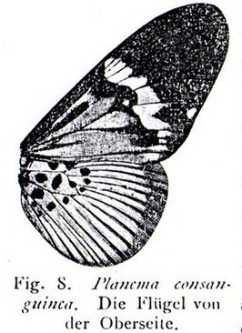 Acraea consanguinea