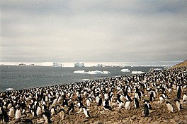 Adelie penguin rookery at Erebus and Terror Gulf.jpg