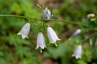 <i>Adenophora triphylla</i> Species of flowering plant
