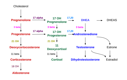 Adrenal steroid hormone synthesis