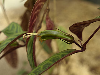 <i>Aeschynanthus longicaulis</i> Species of flowering plant