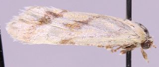 <i>Aethes fennicana</i> Species of moth