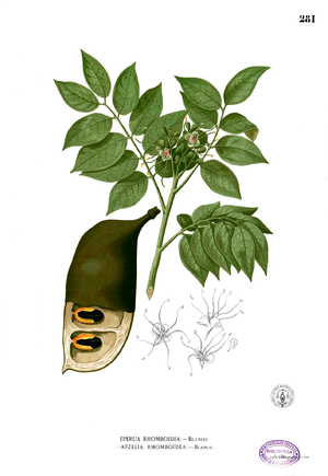 Afzelia rhomboidea Blanco2.281.png