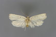 Agonopterix nodiflorella M.jpg