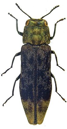 Agrilus diversornatus holotype Agrilus diversornatus holotype - ZooKeys-256-035-g001-7.jpeg