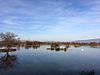 Aiguamolls de l'Empordà - קטלוניה. Lago.jpg