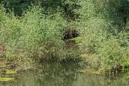 Alluvial forest at the Albkanal Eggenstein-Leopoldshafen