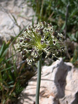 <i>Allium meronense</i> Species of flowering plant