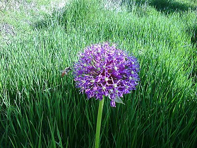 Лук маунт. Аллиум неаполитано. Лук стебельчатый (Allium stipitatum). Аллиум Маунт Эверест.