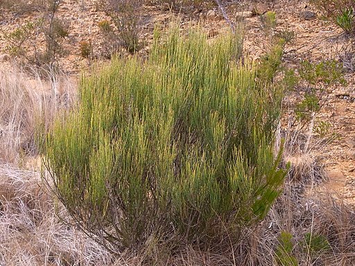 Allocasuarina Kings Tableland