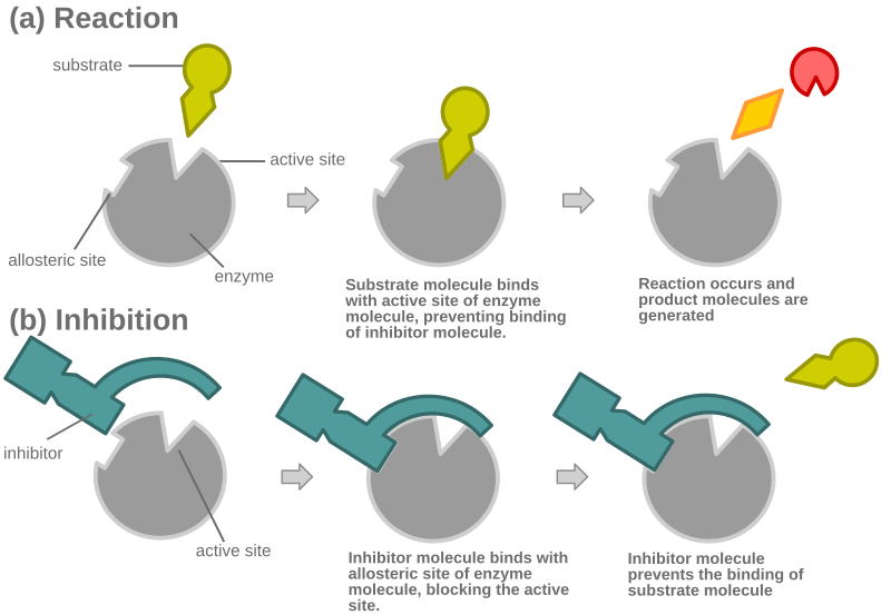 File:Allosteric comp inhib 1.svg