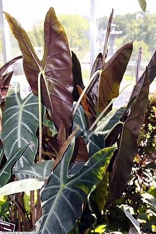 <i>Alocasia longiloba</i> Species of plant in the family Araceae