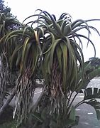 Aloe thraskii close.JPG