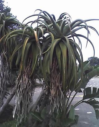<i>Aloe thraskii</i> Species of succulent flowering plant in the family Asphodelaceae