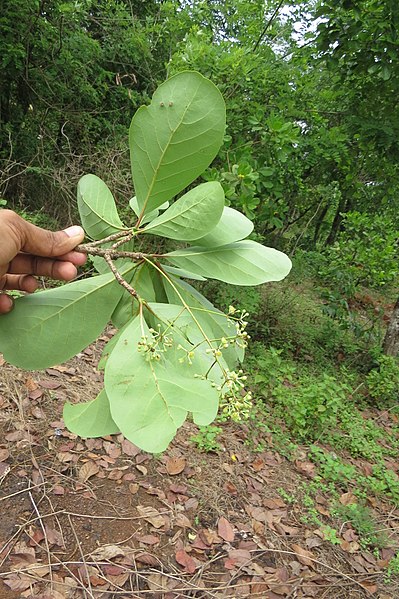 File:Alseodaphne semecarpifolia at Blathur 2014 (14).jpg