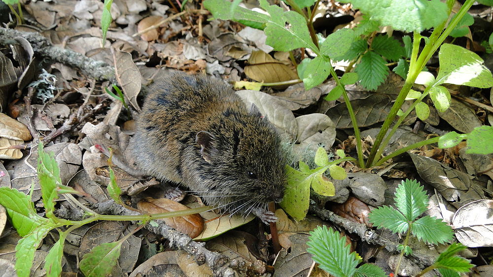 The average litter size of a Silver mountain vole is 4