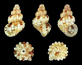 Alvania canariensis